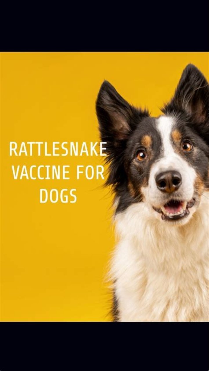How often do dogs get rattlesnake vaccine?
