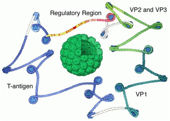 How SV40 can be used as vector?