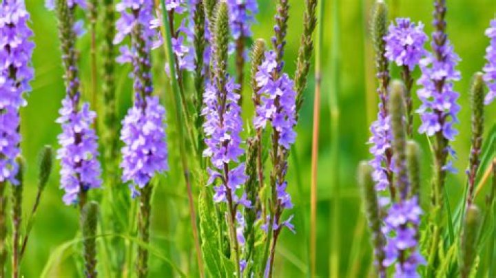 How tall does Hoary Vervain grow?