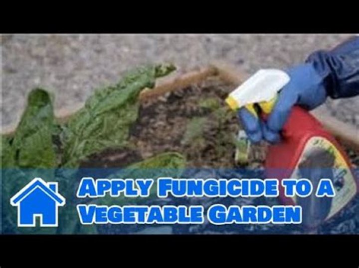 How to apply Alamo fungicide?
