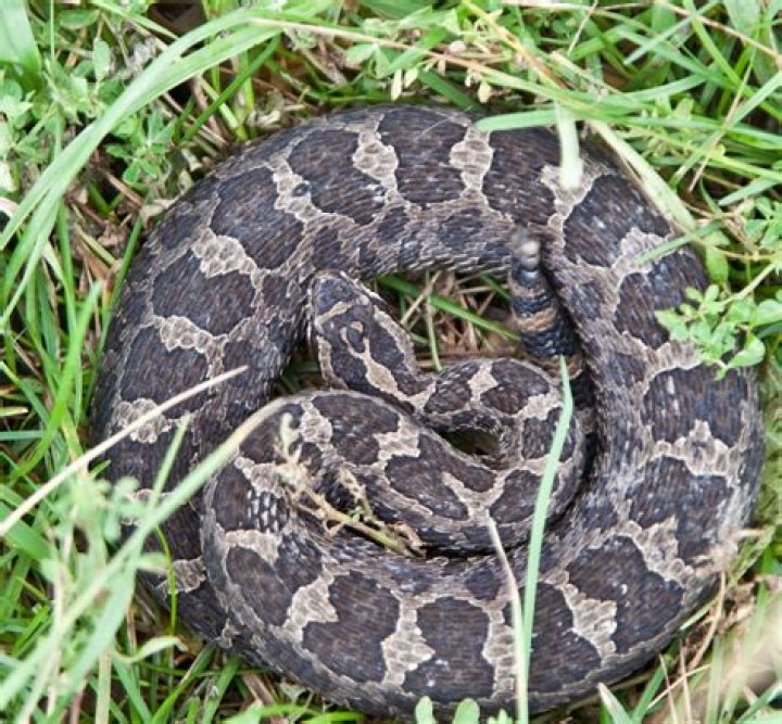 How venomous is the eastern massasauga rattlesnake?