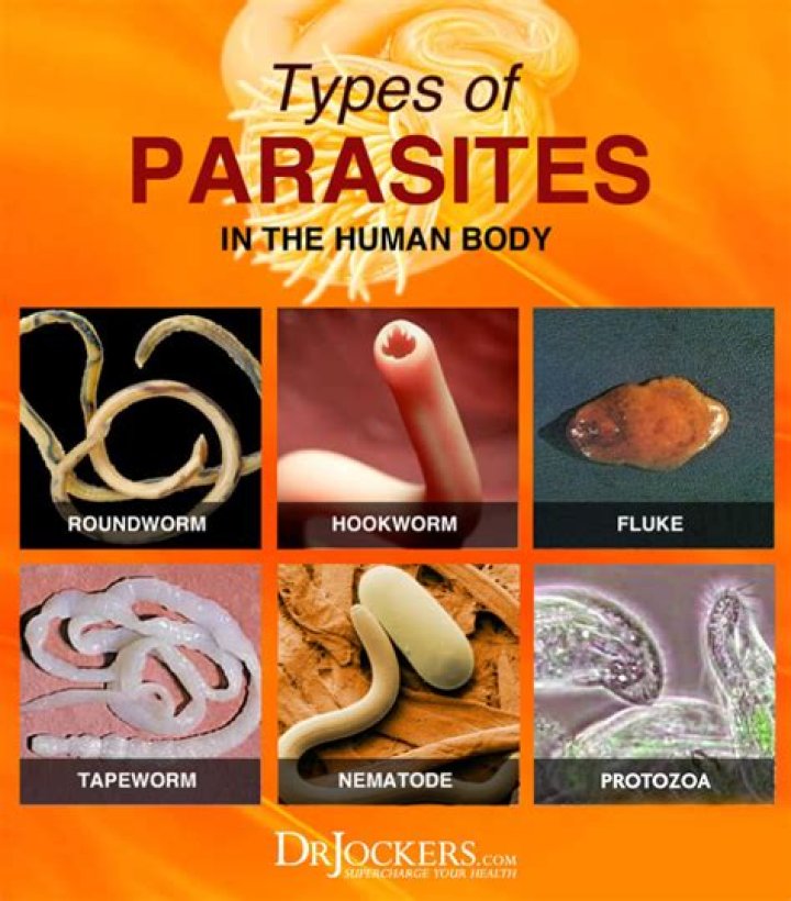In what movie was the quote What is the most resilient parasite bacteria a virus an intestinal worm an idea resilient highly contagious?
