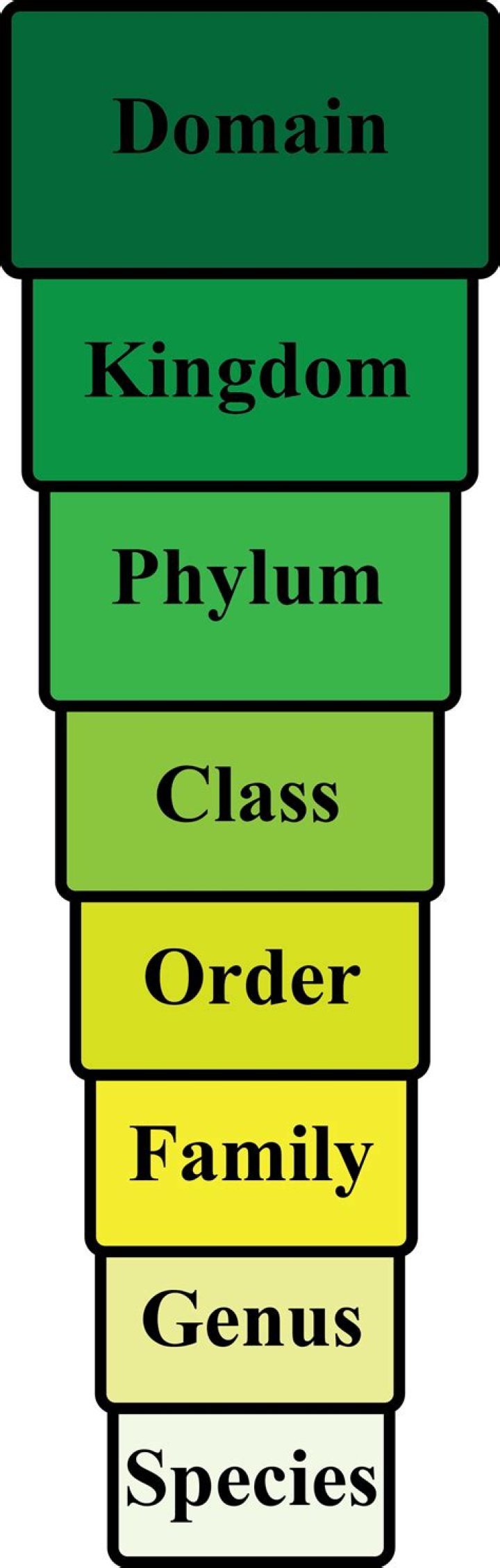 Is a genus divided into classes?
