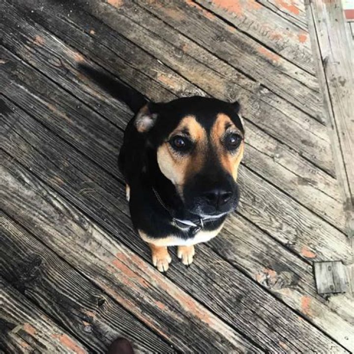 Is a German shepherd pitbull easy to train?