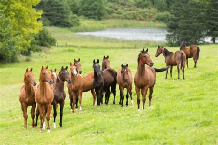 Is a group of horses called a herd?