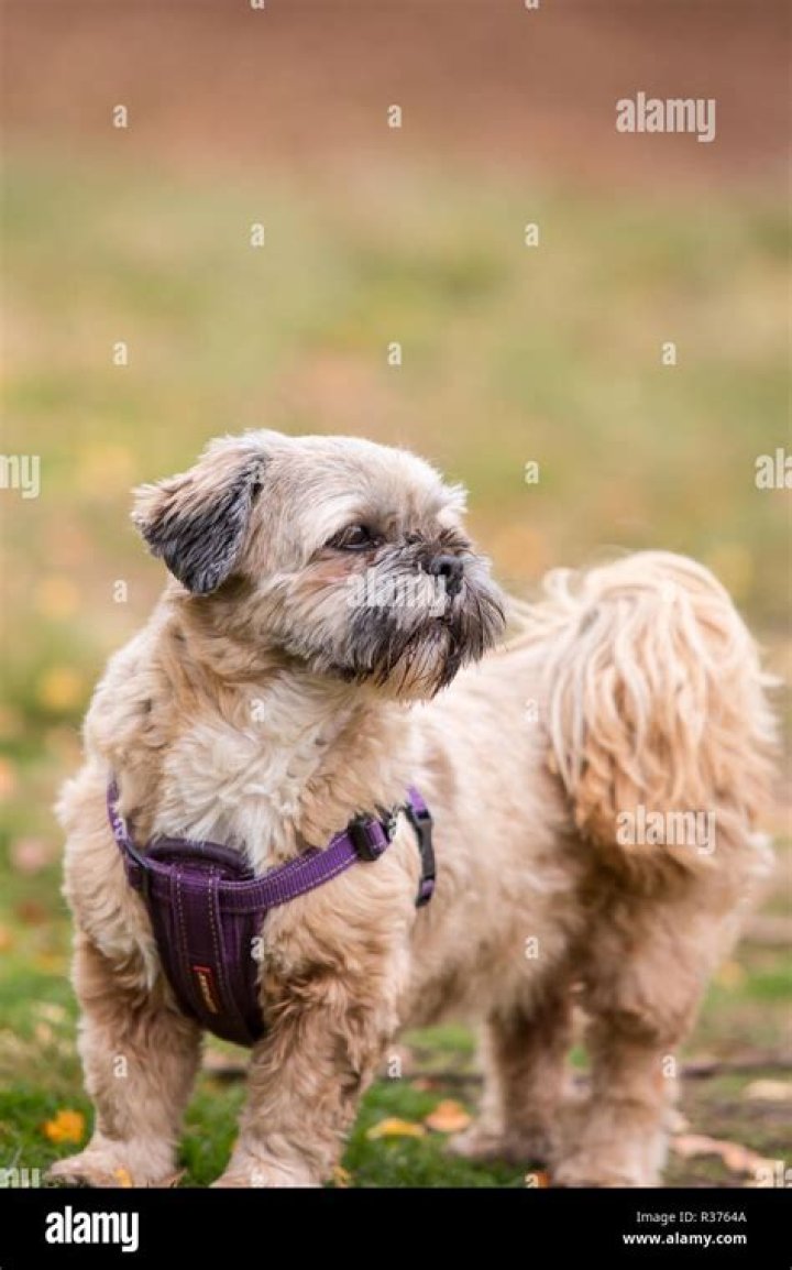Is a Lhasa Apso a good family dog?