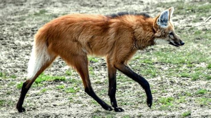 Is a maned wolf a canine?