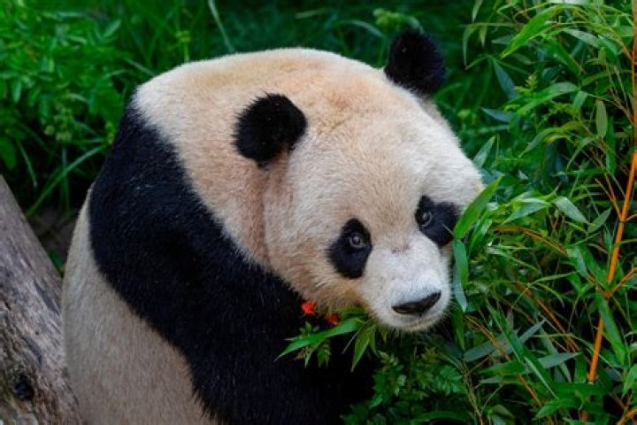 Is a panda a scavenger?