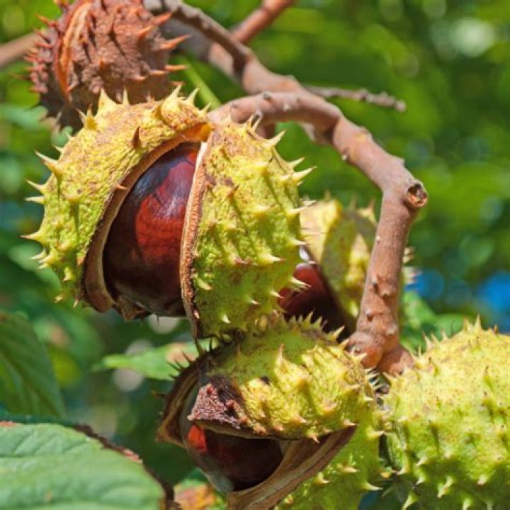 Is Aesculus poisonous?