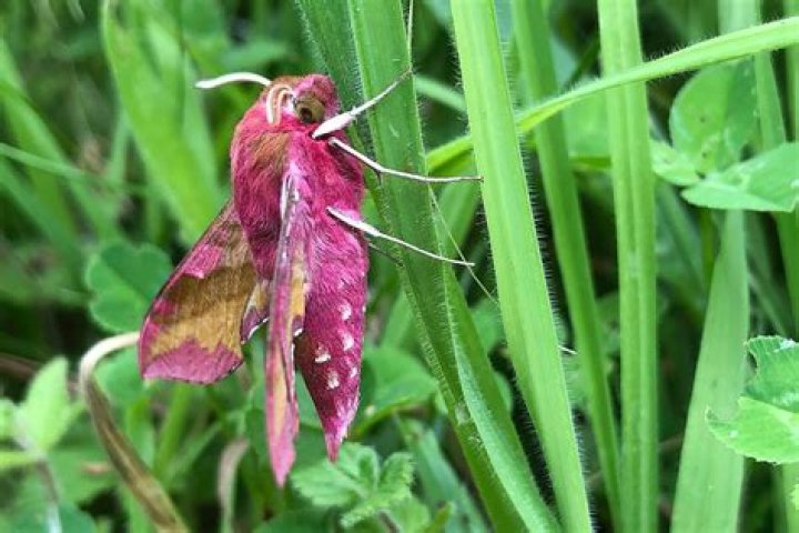Is an elephant hawk moth rare?