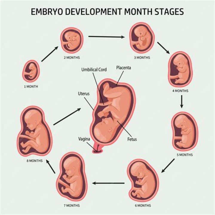 Is an unborn child from the third month after conception until birth?