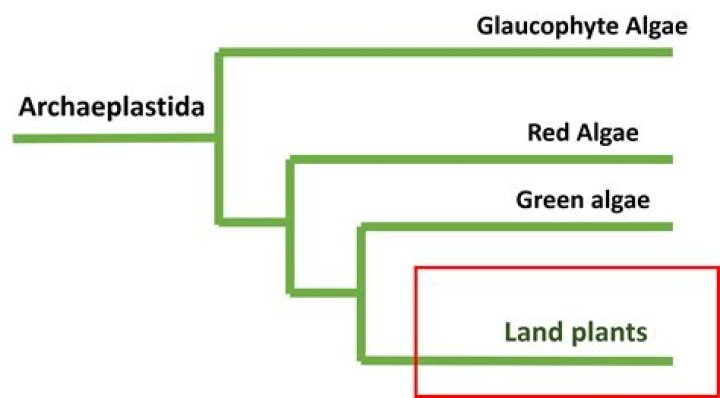 Is Archaeplastida a clade?