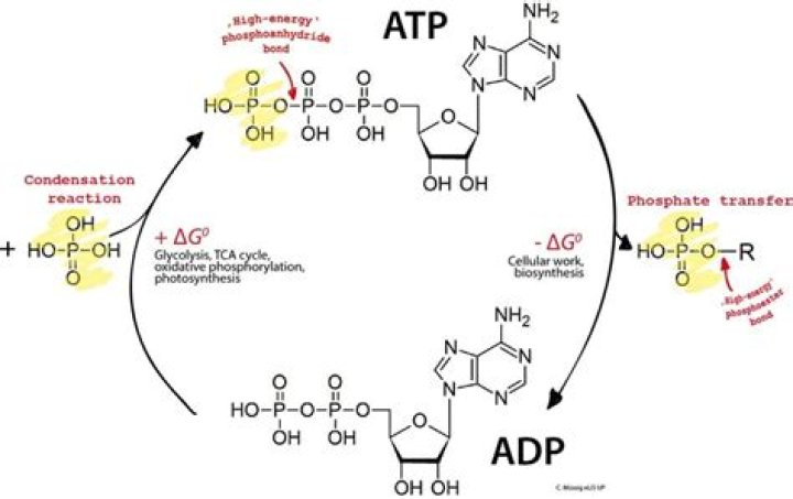 Is ATP hydrolysis in glycolysis?