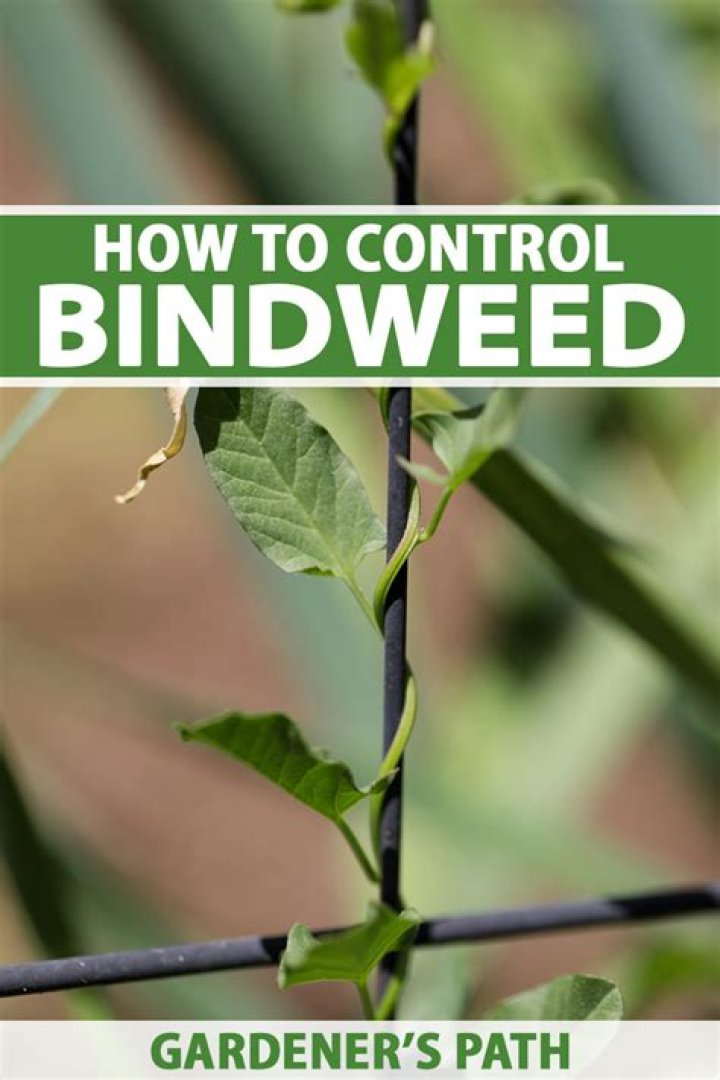 Is bindweed poisonous to touch?