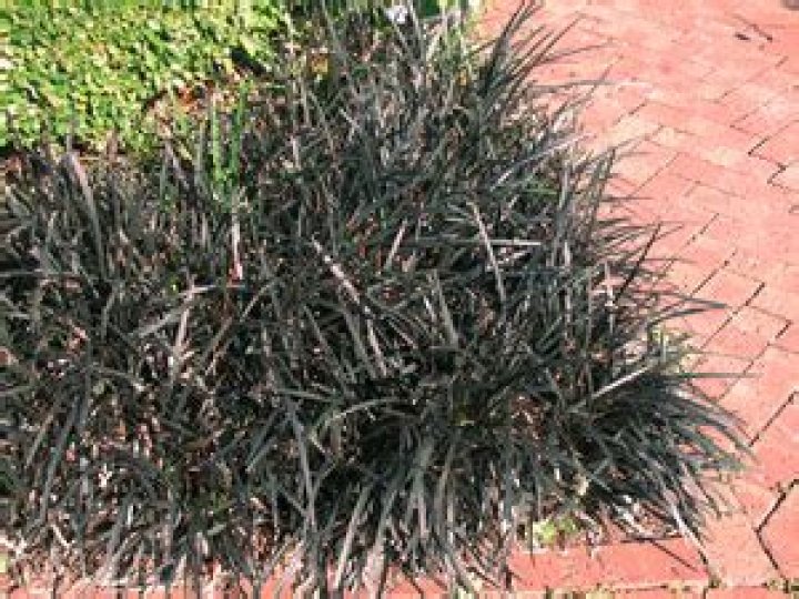Is black mondo grass invasive?