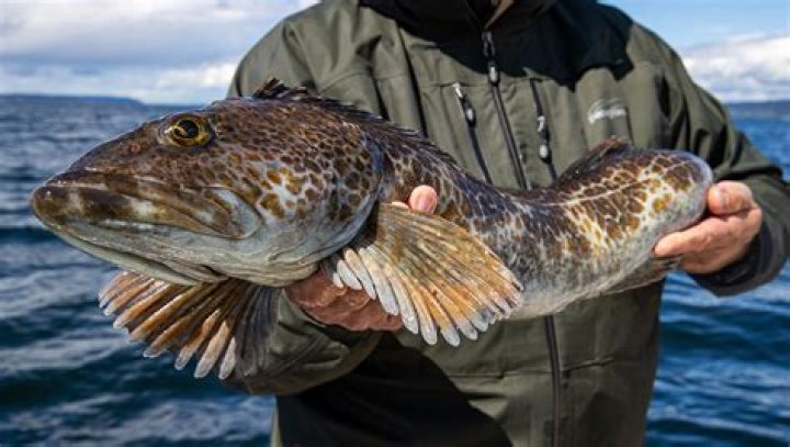 Is Cabezon a lingcod?