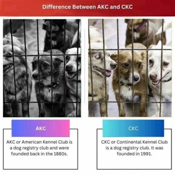 Is CKC as good as AKC?
