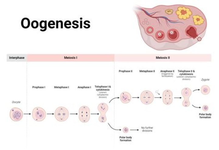 Is folliculogenesis the same as oogenesis?