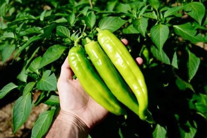 Is Hatch chili the same as green chili?