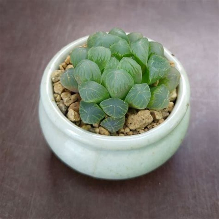 Is haworthia Truncata rare?