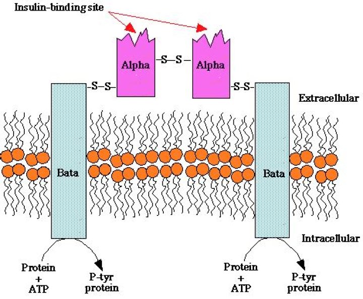 Is insulin a Heterotetramer?