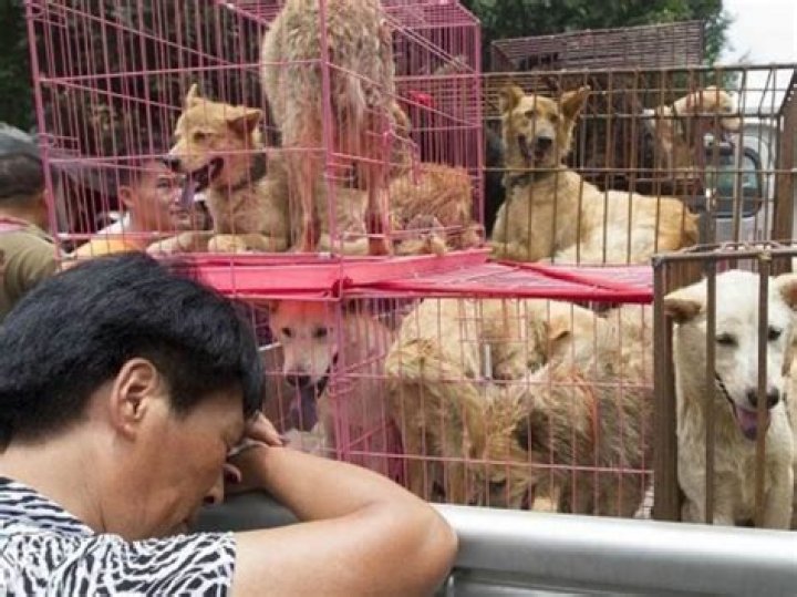 Is it illegal to sell dogs in Georgia?