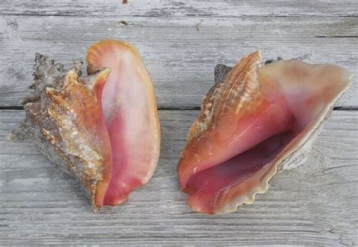 Is it illegal to take shells from the beach NZ?