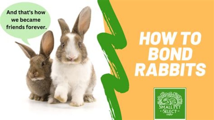Is it normal for bonded rabbits to fight?