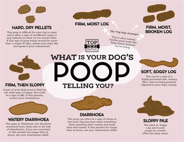 Is it OK to put dog poop in the trash?