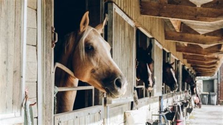 Is loaning a horse a good idea?