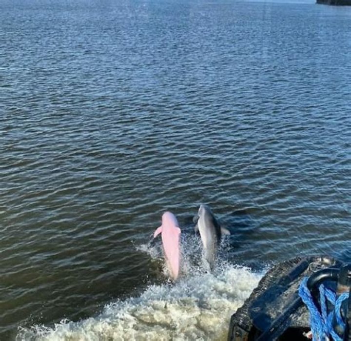 Is Louisiana home to a rare pink dolphin?