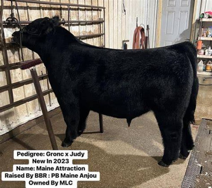 Is Maine-Anjou purebred?