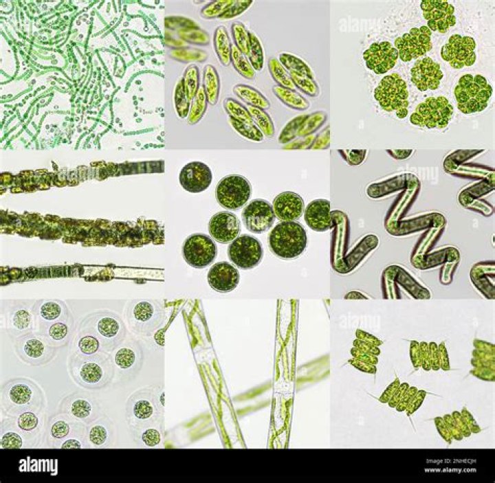 Is Nitella multicellular?