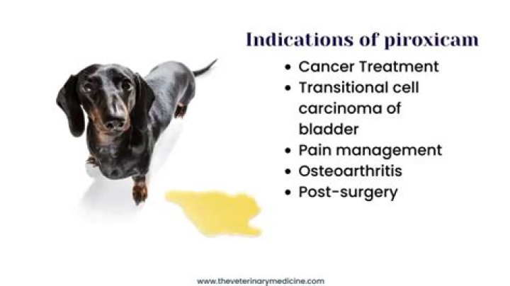 Is piroxicam safe for dogs?