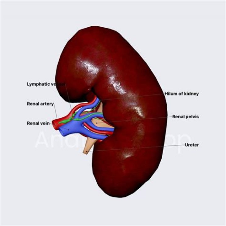 Is renal pelvis and hilum same?
