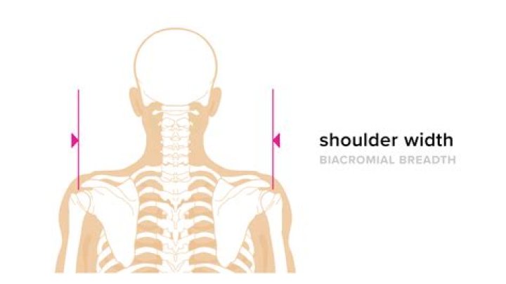 Is shoulder width related to height?