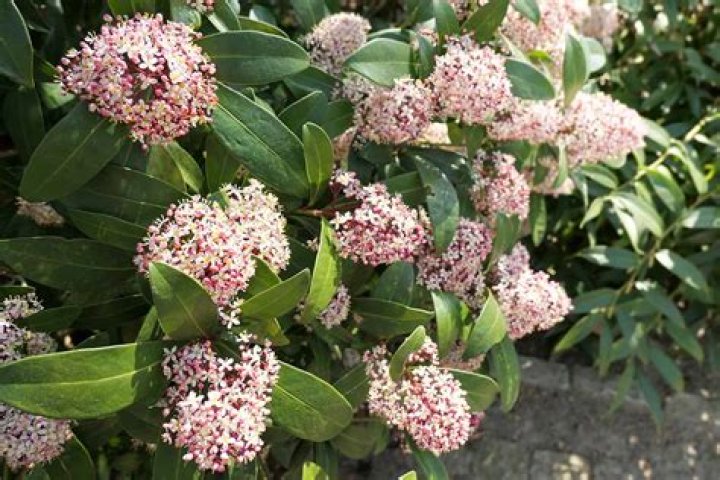Is skimmia japonica Rubella poisonous?