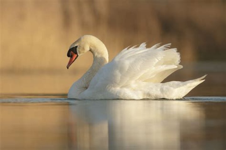 Is swan available in India?