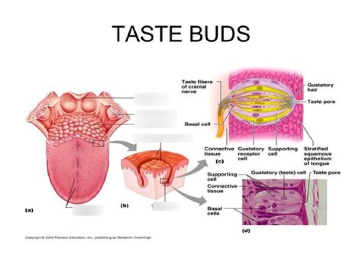 Is taste bud an organ?