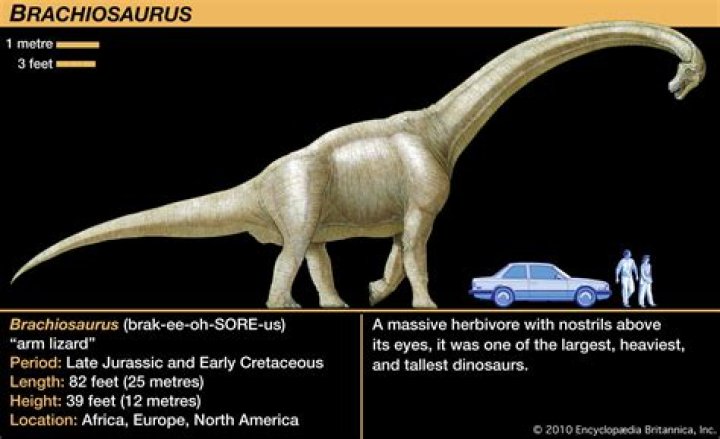 Is the Brachiosaurus the biggest dinosaur?
