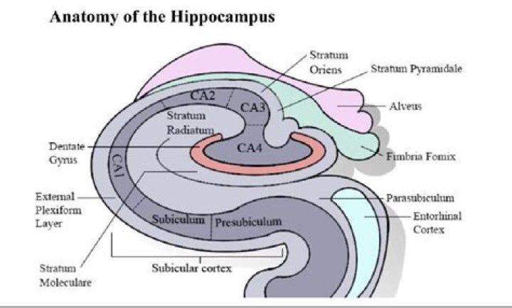 Is the CA2 part of the hippocampus?