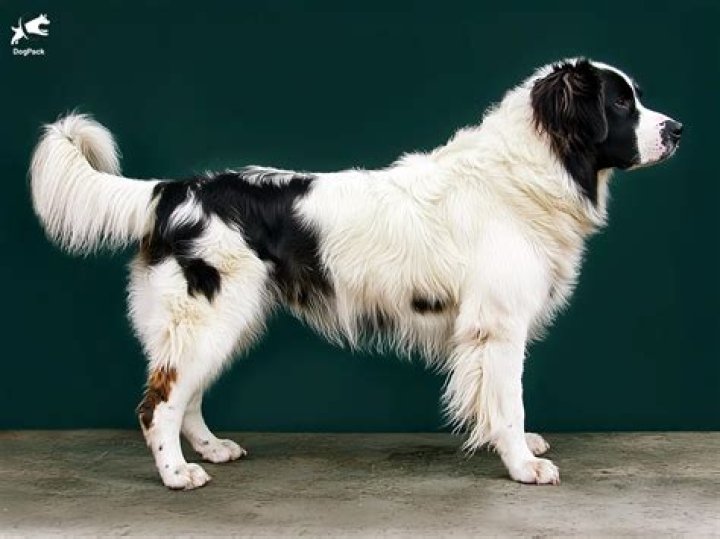 Is the Karakachan a good guard dog?