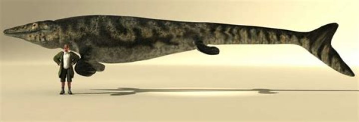 Is the Mosasaurus better than the Megalodon?