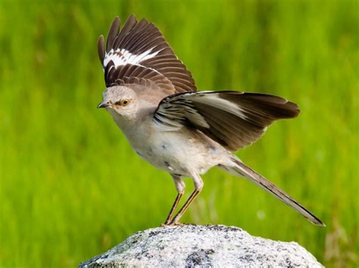 Is there a real mockingjay bird?