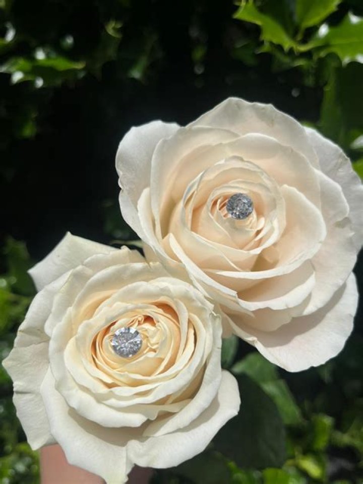 Is there a rose for a diamond wedding anniversary?