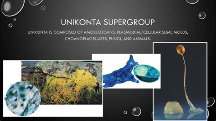 Is Unikonta a fungus or protist?