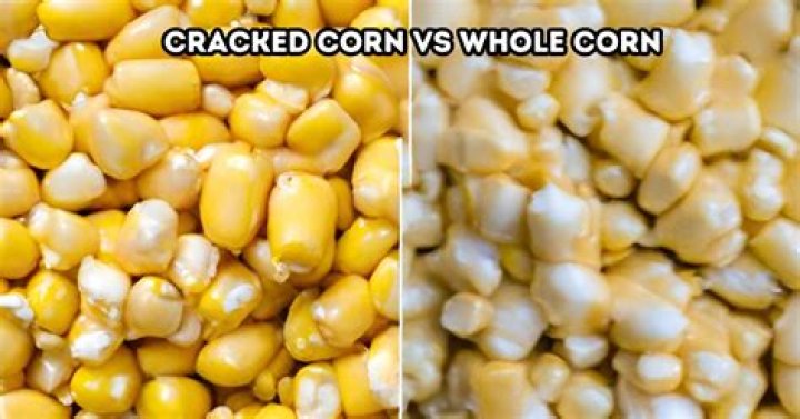 Is whole corn or cracked corn better for horses?