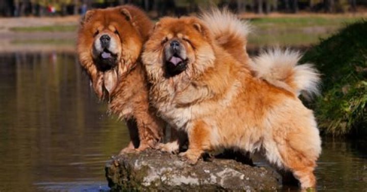 Que son los perros de raza china?