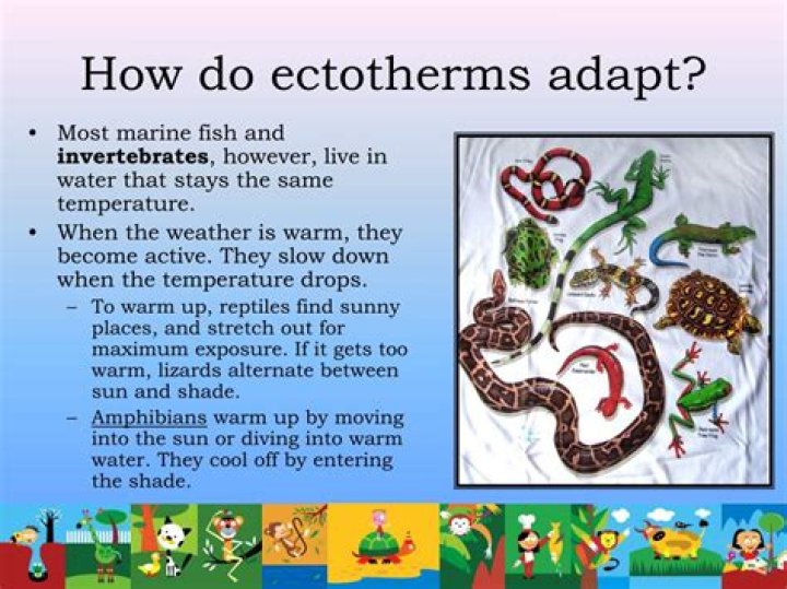 What adaptations do ectotherms have?