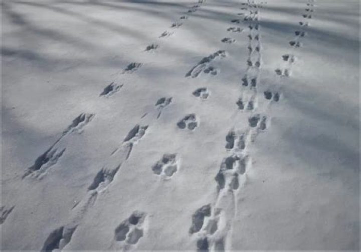 What animal makes a trail in the snow?